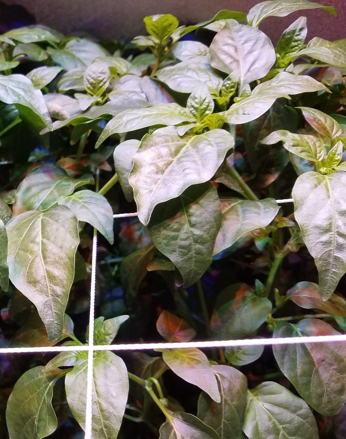 Aeroponics vs Hydroponics