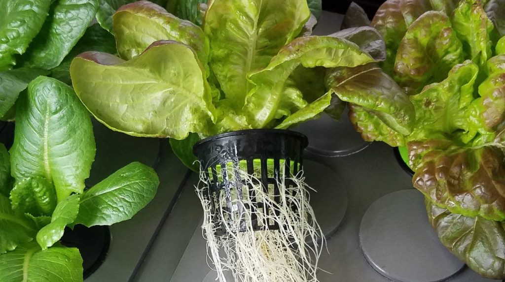 Lettuce Roots