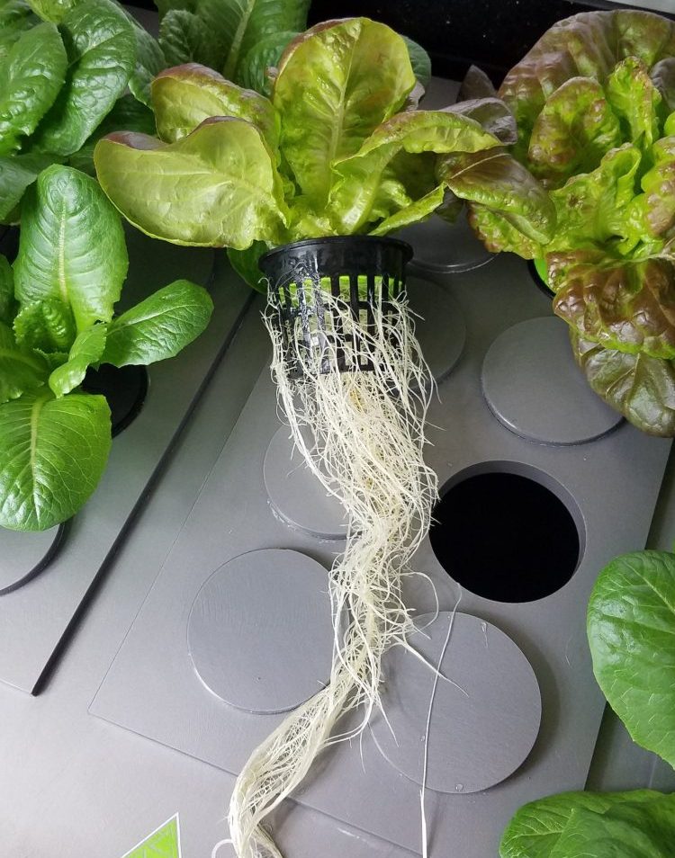 Lettuce Roots